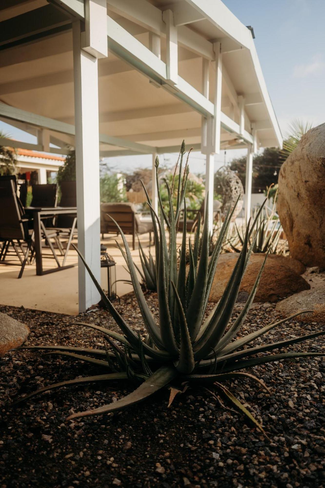 Pura Vida Aruba Appartement Palma Noord Exteriér fotografie