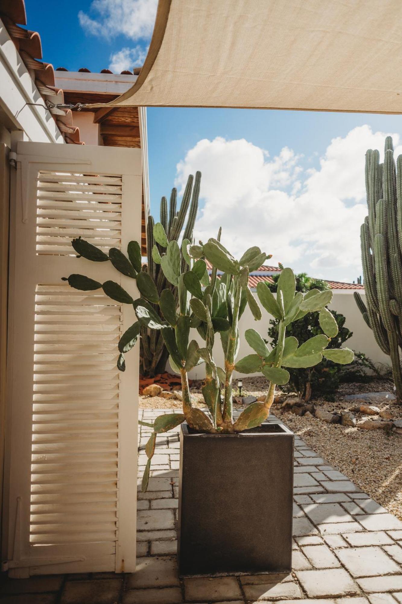 Pura Vida Aruba Appartement Palma Noord Exteriér fotografie